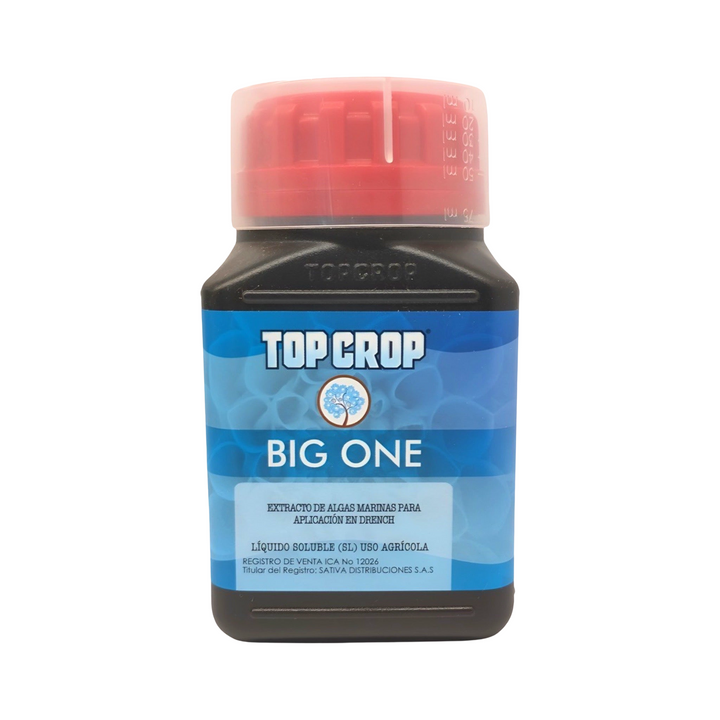 Big One - Top Crop