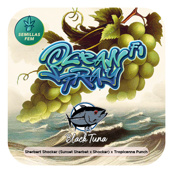 Ocean Spray F1 - 3 Semillas Feminizadas