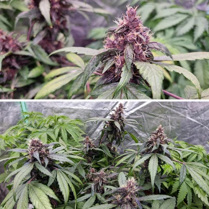 Auto Forbidden Cherry - Dutch Passion