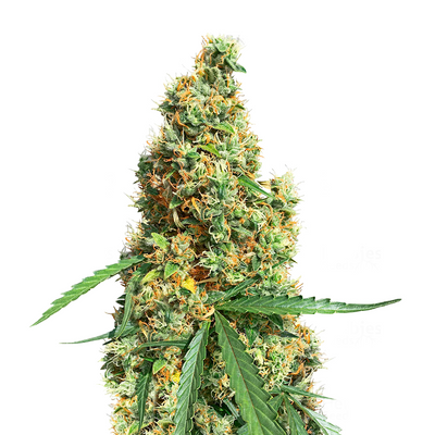 Vaporizadores Herbales  Para Amantes del Cannabis – Bloommart Colombia